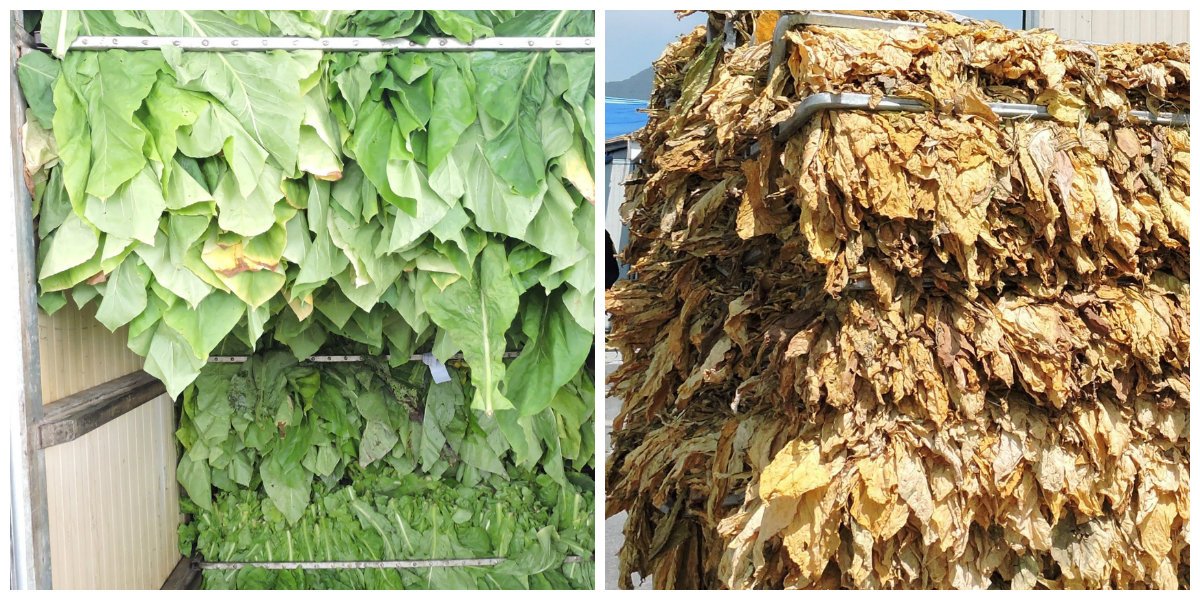 bu il şəkidə quru tütün istehsalının 5 min tonu keçəcəyi gözlənilir