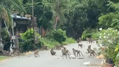 Zooparkdan qaçan meymunlar şəhəri bir-birinə qatdı - Fotolar